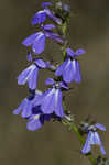 Southern lobelia